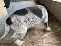 Texas Blueticks Male, a male Bluetick Coonhound for sale in Fort Worth, TX – Photo 6 of 6