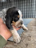 Texas Blueticks Male, a male Bluetick Coonhound for sale in Fort Worth, TX – Photo 5 of 6