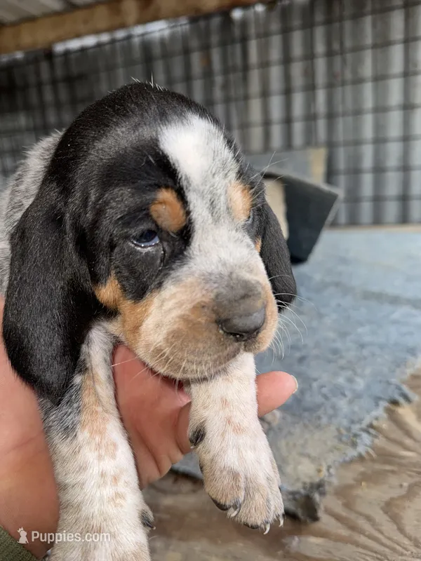 Texas Blueticks Male