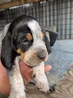 Texas Blueticks Male, a male Bluetick Coonhound for sale in Fort Worth, TX – Photo 1 of 6