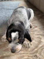 Texas Blueticks Male, a male Bluetick Coonhound for sale in Fort Worth, TX – Photo 2 of 6