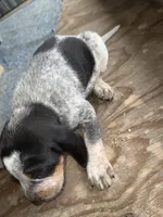Texas Blueticks Male, a male Bluetick Coonhound for sale in Fort Worth, TX – Photo 4 of 6