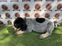 Texas Bluetick Female, a female Bluetick Coonhound for sale in Fort Worth, TX – 3 of 4