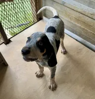 Tx Bluetick Male, a male Bluetick Coonhound for sale in Fort Worth, TX – 1 of 4