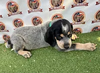 Texas UKC Blueticks - green, a male Bluetick Coonhound for sale in Fort Worth, TX – 3 of 10