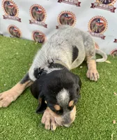 texas UKC bluetick -Tan, a male Bluetick Coonhound for sale in Fort Worth, TX – 3 of 9