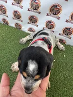 Texas Blueticks Female Red, a female Bluetick Coonhound for sale in Fort Worth, TX – 2 of 6