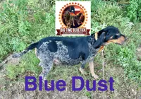 texas female bluetick , a female Bluetick Coonhound for sale in Fort Worth, TX – 6 of 6