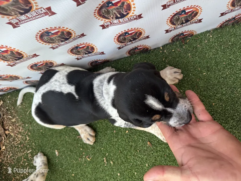 texas female bluetick  – Bluetick Coonhound puppy for sale in Fort Worth, TX