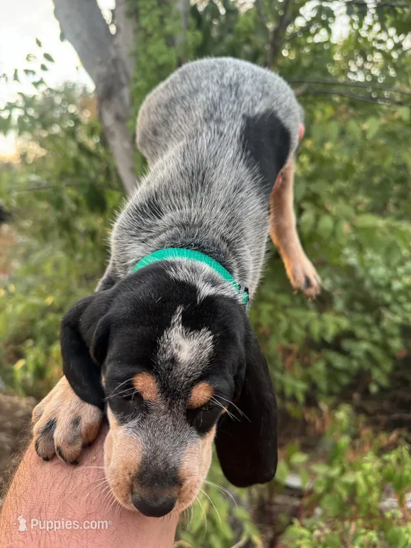 Texas UKC Blueticks - green – Bluetick Coonhound puppy for sale in Fort Worth, TX