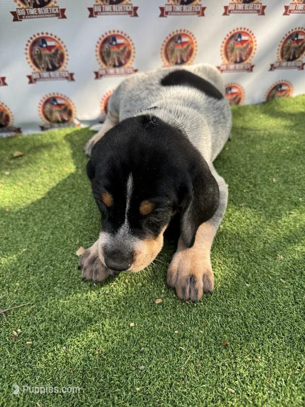 Texas Bluetick Female – Bluetick Coonhound puppy for sale in Fort Worth, TX