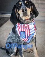 texas bluetick 1, a male Bluetick Coonhound for sale in Fort Worth, TX – 2 of 7