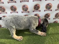 TexasBlueticks MaroonGirl, a female Bluetick Coonhound for sale in Fort Worth, TX – 3 of 9