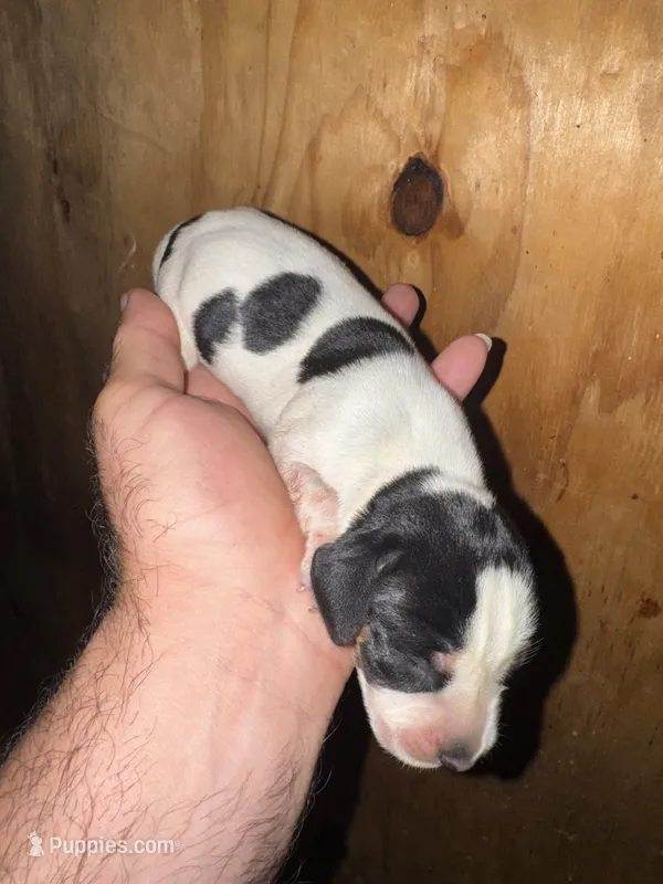 Texas Blueticks Female  – Bluetick Coonhound puppy for sale in Fort Worth, TX