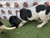 texas female bluetick , a female Bluetick Coonhound for sale in Fort Worth, TX – 2 of 6