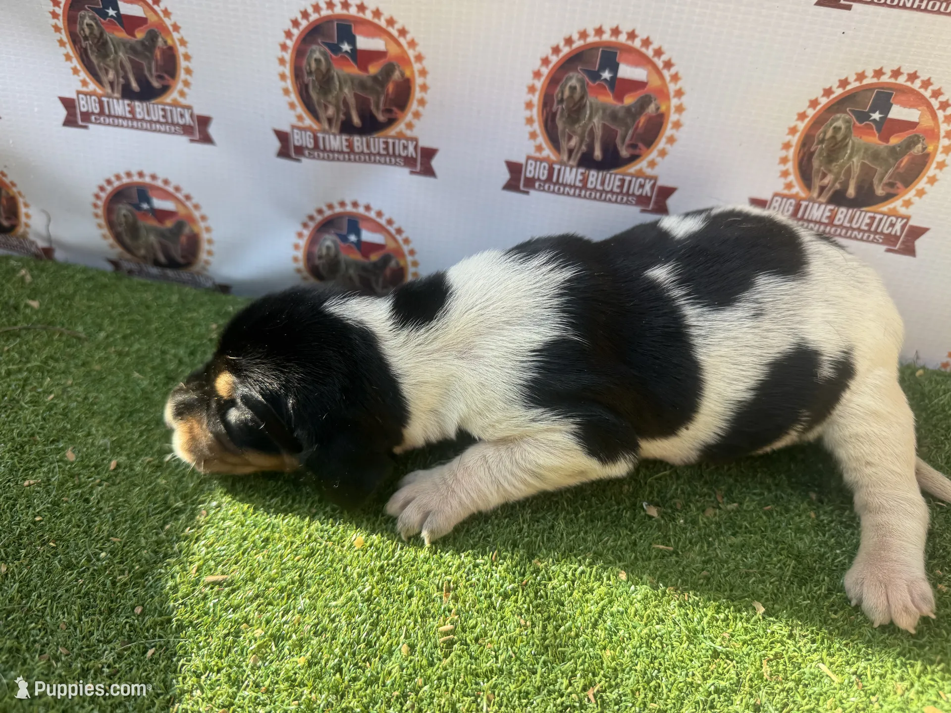 Texas Bluetick 1 F – Bluetick Coonhound Puppy for Sale | Puppies.com