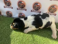 Texas Bluetick 1 F, a female Bluetick Coonhound for sale in Fort Worth, TX – 1 of 9