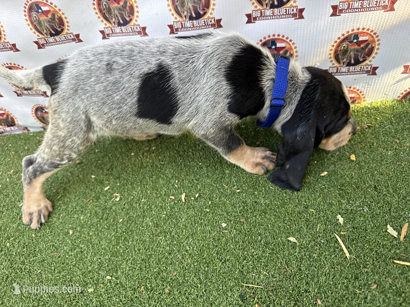 texas UKC bluetick -blue – Bluetick Coonhound puppy for sale in Fort Worth, TX