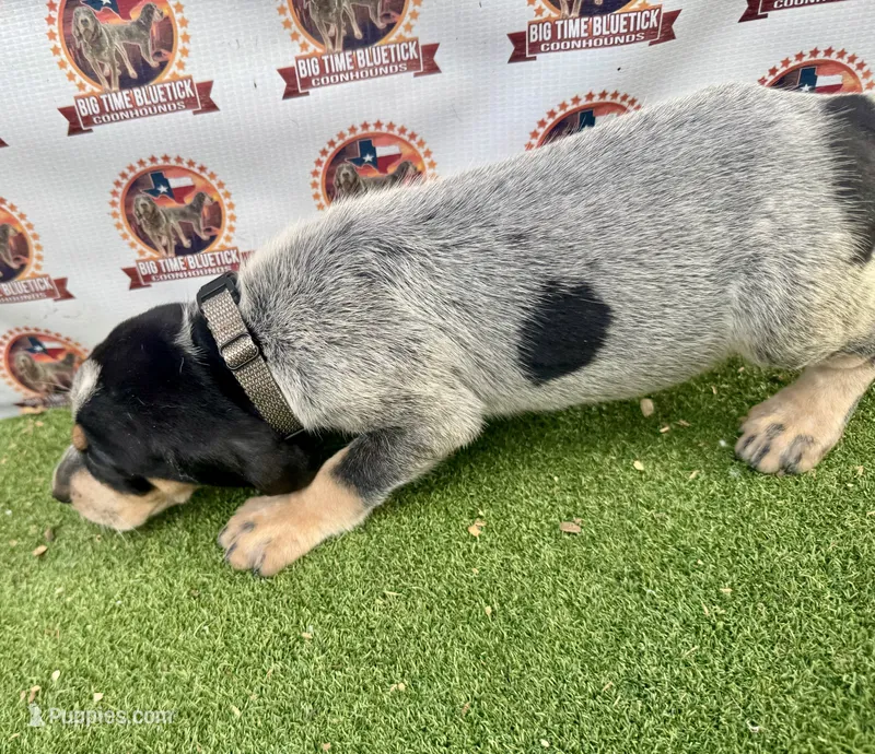 texas UKC bluetick -Tan – Bluetick Coonhound puppy for sale in Fort Worth, TX