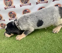 texas UKC bluetick -Tan, a male Bluetick Coonhound for sale in Fort Worth, TX – 1 of 9
