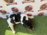 Texas Bluetick 1 F, a female Bluetick Coonhound for sale in Fort Worth, TX – 9 of 9