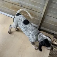 Tx Bluetick Male, a male Bluetick Coonhound for sale in Fort Worth, TX – 2 of 4