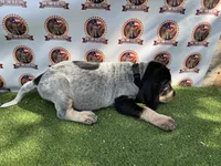 Texas Bluetick Female, a female Bluetick Coonhound for sale in Fort Worth, TX – 4 of 4
