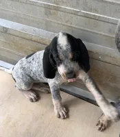 Tx Bluetick Male, a male Bluetick Coonhound for sale in Fort Worth, TX – 3 of 4
