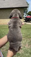 Red, a female Cane Corso for sale in Fort Worth, TX – 3 of 4