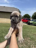 Brown , a male Cane Corso for sale in Fort Worth, TX – 5 of 7