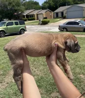 Green, a female Cane Corso for sale in Fort Worth, TX – 6 of 6
