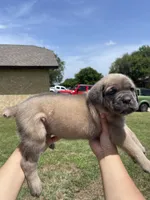 Brown , a male Cane Corso for sale in Fort Worth, TX – 4 of 7