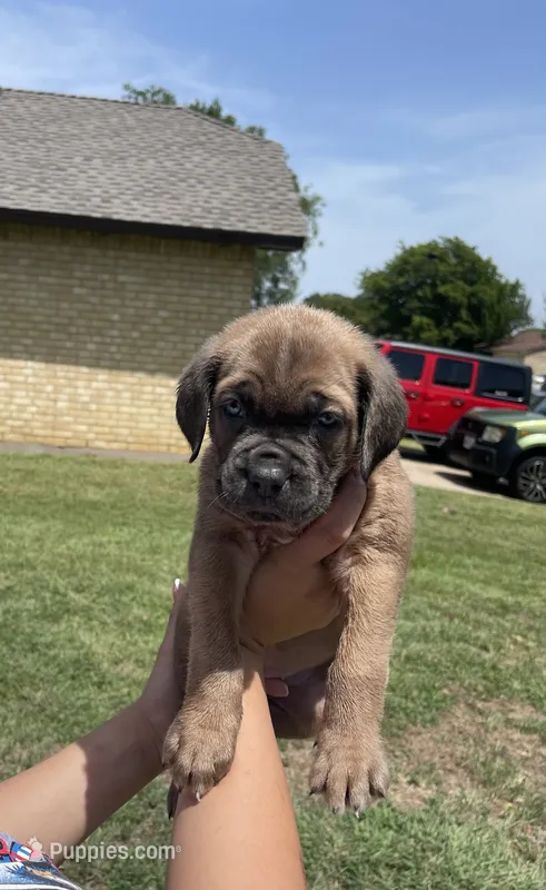Green – Cane Corso puppy for sale in Fort Worth, TX