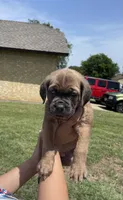 Green, a female Cane Corso for sale in Fort Worth, TX – 1 of 6