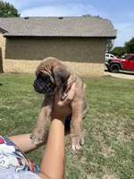 Black, a male Cane Corso for sale in Fort Worth, TX – 6 of 6