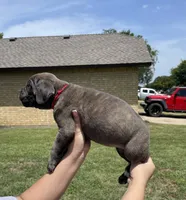 Red, a female Cane Corso for sale in Fort Worth, TX – 2 of 4