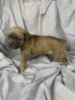 Brown , a male Cane Corso for sale in Fort Worth, TX – 3 of 3