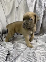 Brown , a male Cane Corso for sale in Fort Worth, TX – 2 of 3