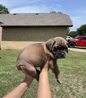 Black, a male Cane Corso for sale in Fort Worth, TX – 5 of 6