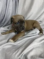 Pink , a female Cane Corso for sale in Fort Worth, TX – 1 of 3