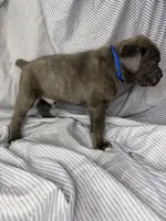 Blue , a male Cane Corso for sale in Fort Worth, TX – 2 of 6
