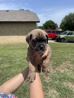Black, a male Cane Corso for sale in Fort Worth, TX – 3 of 6