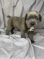 Blue , a male Cane Corso for sale in Fort Worth, TX – 3 of 6