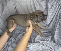 Yellow collar , a female Cane Corso for sale in Fort Worth, TX – 3 of 4