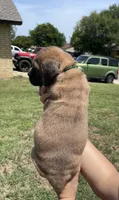 Green, a female Cane Corso for sale in Fort Worth, TX – 2 of 6