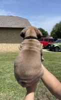 Black, a male Cane Corso for sale in Fort Worth, TX – 4 of 6