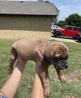 Green, a female Cane Corso for sale in Fort Worth, TX – 4 of 6