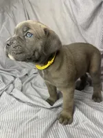 Yellow collar , a female Cane Corso for sale in Fort Worth, TX – 2 of 4