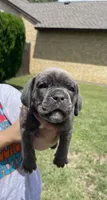 Red, a female Cane Corso for sale in Fort Worth, TX – 4 of 4