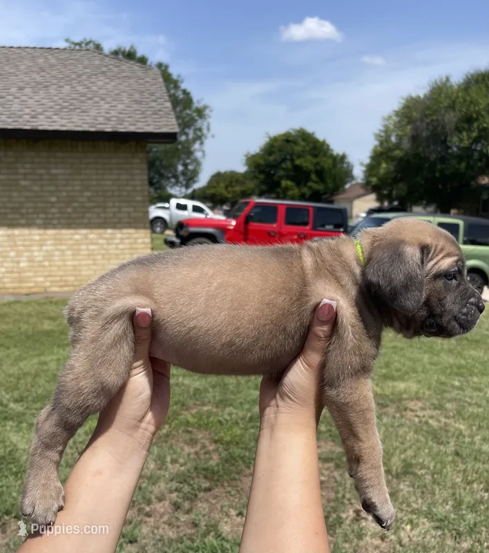 Neon green  – Cane Corso puppy for sale in Fort Worth, TX